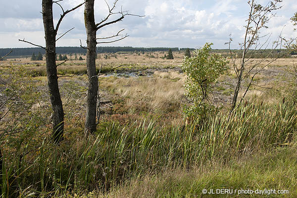 les Hautes Fagnes